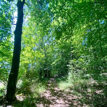 Mehr über den Artikel erfahren Hildegardweg 3. Etappe Kirn- Monzingen