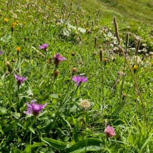 Mehr über den Artikel erfahren Riedbergpass- Mittelalm